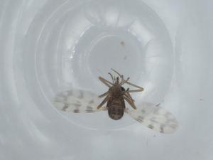  ( - BIOUG61066-A07)  @11 [ ] CreativeCommons - Attribution (2020) Centre for Biodiversity Genomics Centre for Biodiversity Genomics