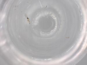  ( - BIOUG60800-H01)  @11 [ ] CreativeCommons - Attribution (2020) Centre for Biodiversity Genomics Centre for Biodiversity Genomics