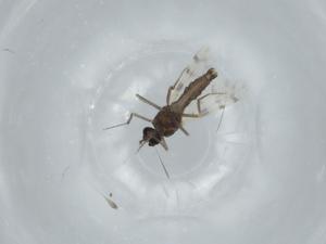  ( - BIOUG61406-F03)  @11 [ ] CreativeCommons - Attribution (2020) Centre for Biodiversity Genomics Centre for Biodiversity Genomics