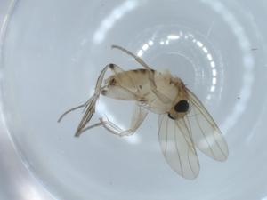  ( - BIOUG54093-H04)  @12 [ ] CreativeCommons - Attribution (2020) Centre for Biodiversity Genomics Centre for Biodiversity Genomics