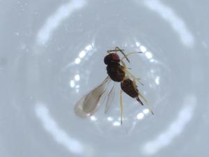  ( - BIOUG53998-C04)  @12 [ ] CreativeCommons - Attribution (2020) Centre for Biodiversity Genomics Centre for Biodiversity Genomics