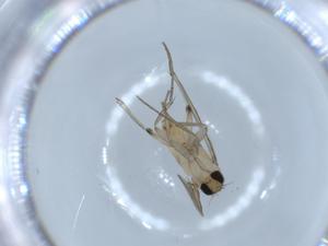  ( - BIOUG54188-G09)  @12 [ ] CreativeCommons - Attribution (2020) Centre for Biodiversity Genomics Centre for Biodiversity Genomics