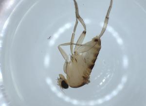  ( - BIOUG54195-D01)  @12 [ ] CreativeCommons - Attribution (2020) Centre for Biodiversity Genomics Centre for Biodiversity Genomics