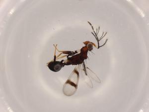  ( - BIOUG60568-D04)  @11 [ ] CreativeCommons - Attribution (2020) Centre for Biodiversity Genomics Centre for Biodiversity Genomics