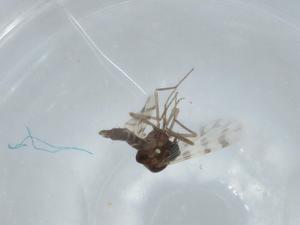  ( - BIOUG60575-F02)  @11 [ ] CreativeCommons - Attribution (2020) Centre for Biodiversity Genomics Centre for Biodiversity Genomics