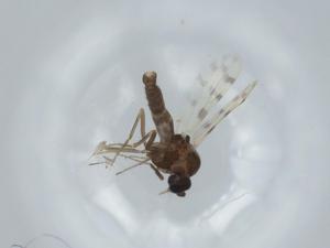  ( - BIOUG59372-B02)  @11 [ ] CreativeCommons - Attribution (2020) Centre for Biodiversity Genomics Centre for Biodiversity Genomics