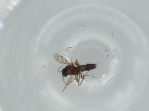  ( - BIOUG61094-E12)  @11 [ ] CreativeCommons - Attribution (2020) Centre for Biodiversity Genomics Centre for Biodiversity Genomics