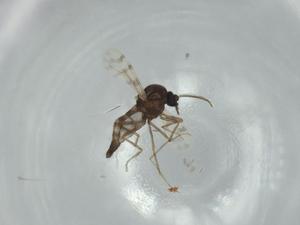  ( - BIOUG61094-H06)  @11 [ ] CreativeCommons - Attribution (2020) Centre for Biodiversity Genomics Centre for Biodiversity Genomics