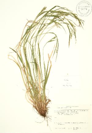 ( - JK 015)  @11 [ ] Copyright (2009) Steven Newmaster University of Guelph BIO Herbarium
