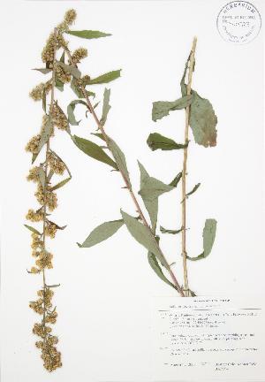  ( - BAR194)  @11 [ ] Copyright (2009) Steven Newmaster University of Guelph BIO Herbarium