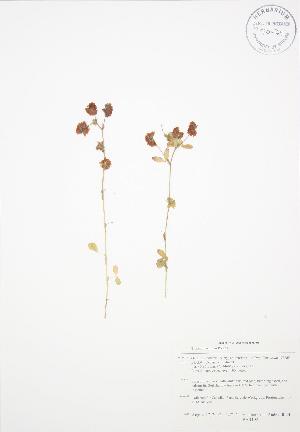  ( - BAR192)  @11 [ ] Copyright (2009) Steven Newmaster University of Guelph BIO Herbarium