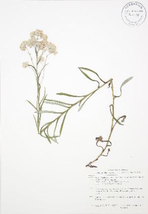  ( - BAR188)  @11 [ ] Copyright (2009) Steven Newmaster University of Guelph BIO Herbarium