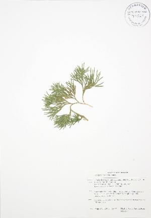  ( - BAR184)  @11 [ ] Copyright (2009) Steven Newmaster University of Guelph BIO Herbarium