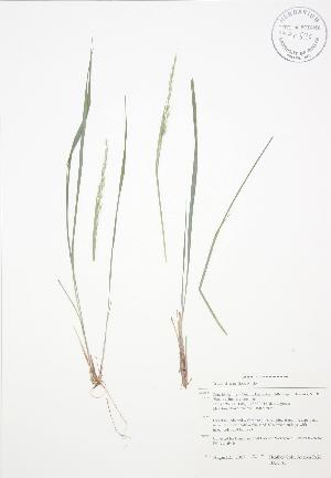  ( - BAR183)  @11 [ ] Copyright (2009) Steven Newmaster University of Guelph BIO Herbarium
