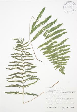  (Thelypteris palustris - BAR181)  @11 [ ] Copyright (2009) Steven Newmaster University of Guelph BIO Herbarium