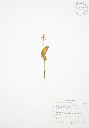 (Maianthemum trifolium - BAR189)  @11 [ ] Copyright (2009) Steven Newmaster University of Guelph BIO Herbarium