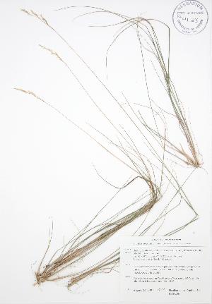  ( - BAR236)  @11 [ ] Copyright (2009) Steven Newmaster University of Guelph BIO Herbarium