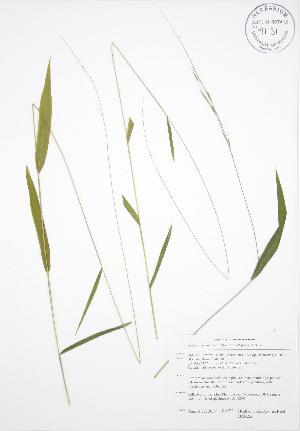  (Brachyelytrum erectum - BAR226)  @11 [ ] Copyright (2009) Steven Newmaster University of Guelph BIO Herbarium