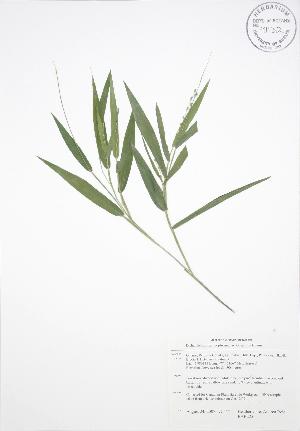  (Dichanthelium xanthophysum - BAR225)  @11 [ ] Copyright (2009) Steven Newmaster University of Guelph BIO Herbarium