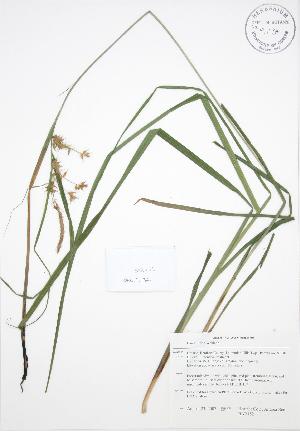  (Carex lurida - BAR182)  @11 [ ] Copyright (2009) Steven Newmaster University of Guelph BIO Herbarium