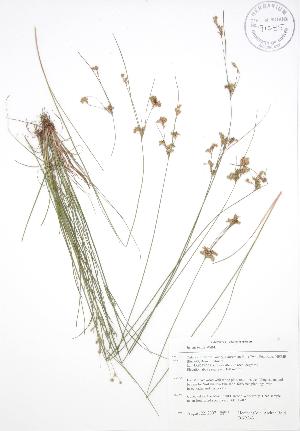  ( - BAR243)  @11 [ ] Copyright (2009) Steven Newmaster University of Guelph BIO Herbarium