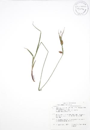  ( - BAR247)  @11 [ ] Copyright (2009) Steven Newmaster University of Guelph BIO Herbarium