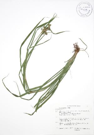  ( - BAR263)  @11 [ ] Copyright (2009) Steven Newmaster University of Guelph BIO Herbarium