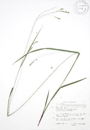  ( - BAR262)  @11 [ ] Copyright (2009) Steven Newmaster University of Guelph BIO Herbarium