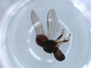  ( - BIOUG54219-H03)  @11 [ ] CreativeCommons - Attribution (2020) Centre for Biodiversity Genomics Centre for Biodiversity Genomics