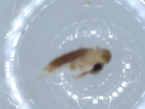  ( - BIOUG54306-D05)  @11 [ ] CreativeCommons - Attribution (2020) Centre for Biodiversity Genomics Centre for Biodiversity Genomics