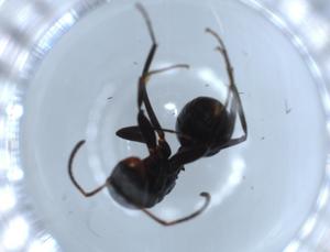  ( - BIOUG54502-A02)  @11 [ ] CreativeCommons - Attribution (2020) Centre for Biodiversity Genomics Centre for Biodiversity Genomics