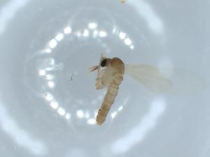  ( - BIOUG54504-F10)  @11 [ ] CreativeCommons - Attribution (2020) Centre for Biodiversity Genomics Centre for Biodiversity Genomics