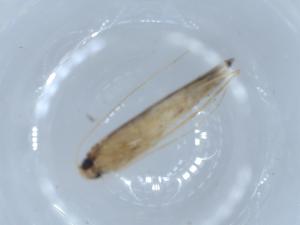  ( - BIOUG54832-E07)  @11 [ ] CreativeCommons - Attribution (2020) Centre for Biodiversity Genomics Centre for Biodiversity Genomics