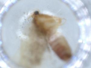  (Acrolophus Janzen01 - BIOUG54832-F08)  @11 [ ] CreativeCommons - Attribution (2020) Centre for Biodiversity Genomics Centre for Biodiversity Genomics