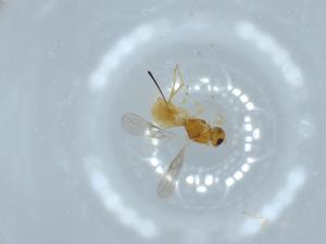  ( - BIOUG54833-E04)  @11 [ ] CreativeCommons - Attribution (2020) Centre for Biodiversity Genomics Centre for Biodiversity Genomics