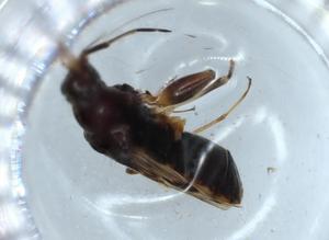  ( - BIOUG54835-A09)  @11 [ ] CreativeCommons - Attribution (2020) Centre for Biodiversity Genomics Centre for Biodiversity Genomics