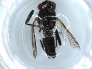  ( - BIOUG54537-A01)  @11 [ ] CreativeCommons - Attribution (2020) Centre for Biodiversity Genomics Centre for Biodiversity Genomics