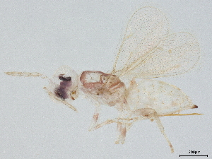  (Chrysonotomyia Malaise4314 - BIOUG54539-H09)  @11 [ ] CreativeCommons - Attribution (2022) CBG Photography Group Centre for Biodiversity Genomics