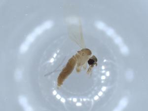  ( - BIOUG54539-E08)  @11 [ ] CreativeCommons - Attribution (2020) Centre for Biodiversity Genomics Centre for Biodiversity Genomics