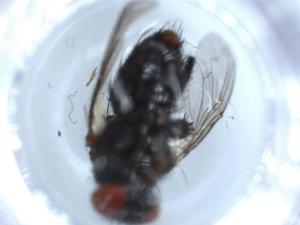  ( - BIOUG54541-A01)  @11 [ ] CreativeCommons - Attribution (2020) Centre for Biodiversity Genomics Centre for Biodiversity Genomics