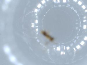  ( - BIOUG54543-F09)  @11 [ ] CreativeCommons - Attribution (2020) Centre for Biodiversity Genomics Centre for Biodiversity Genomics