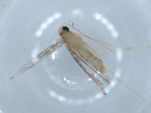  ( - BIOUG54547-B01)  @11 [ ] CreativeCommons - Attribution (2020) Centre for Biodiversity Genomics Centre for Biodiversity Genomics