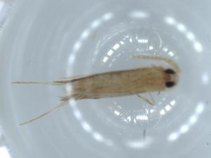  ( - BIOUG54548-A09)  @11 [ ] CreativeCommons - Attribution (2020) Centre for Biodiversity Genomics Centre for Biodiversity Genomics