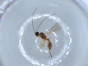  ( - BIOUG54739-E06)  @11 [ ] CreativeCommons - Attribution (2020) Centre for Biodiversity Genomics Centre for Biodiversity Genomics