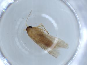  ( - BIOUG54741-A06)  @11 [ ] CreativeCommons - Attribution (2020) Centre for Biodiversity Genomics Centre for Biodiversity Genomics