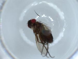  ( - BIOUG54745-B10)  @11 [ ] CreativeCommons - Attribution (2020) Centre for Biodiversity Genomics Centre for Biodiversity Genomics