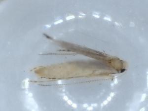  ( - BIOUG54748-F12)  @11 [ ] CreativeCommons - Attribution (2020) Centre for Biodiversity Genomics Centre for Biodiversity Genomics