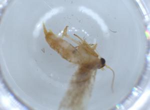  ( - BIOUG54748-G01)  @11 [ ] CreativeCommons - Attribution (2020) Centre for Biodiversity Genomics Centre for Biodiversity Genomics