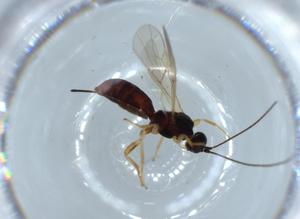  ( - BIOUG54752-B02)  @11 [ ] CreativeCommons - Attribution (2020) Centre for Biodiversity Genomics Centre for Biodiversity Genomics