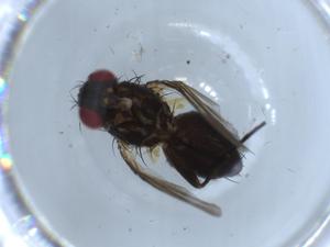  ( - BIOUG54758-A06)  @11 [ ] CreativeCommons - Attribution (2020) Centre for Biodiversity Genomics Centre for Biodiversity Genomics